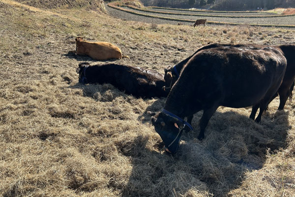 うしみる導入事例インタビュー