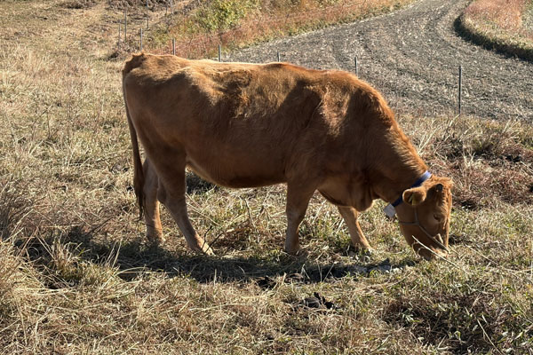 うしみる導入事例インタビュー
