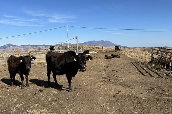 うしみる導入事例インタビュー
