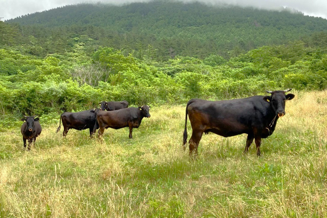 うしみる導入事例インタビュー