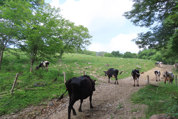 うしみる導入事例インタビュー