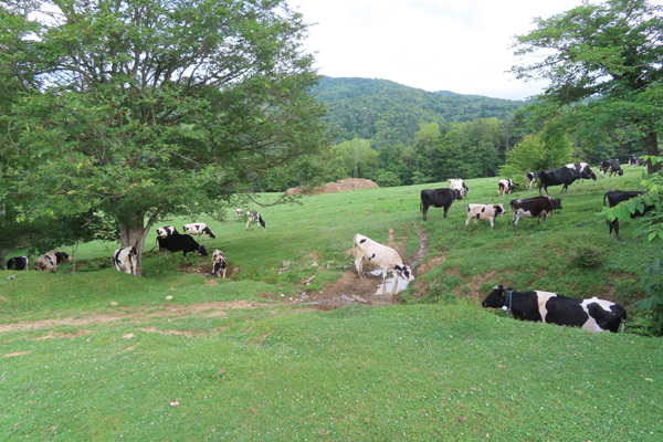 うしみる導入事例インタビュー