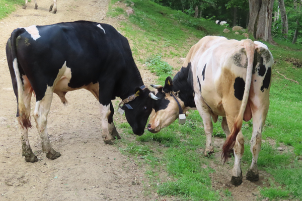 うしみる導入事例インタビュー