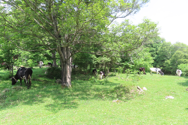 うしみる導入事例インタビュー