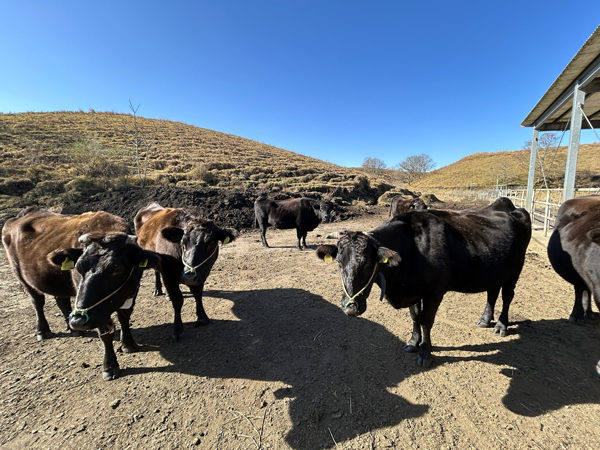 うしみる導入事例インタビュー