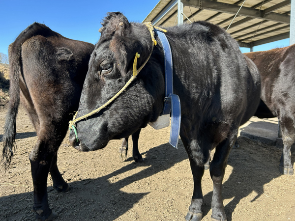 うしみる導入事例インタビュー