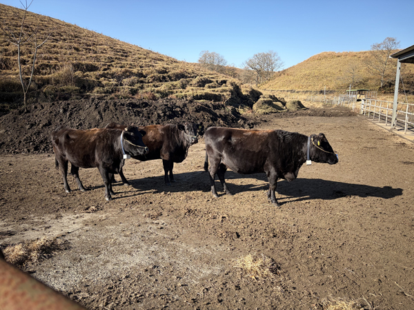 うしみる導入事例インタビュー