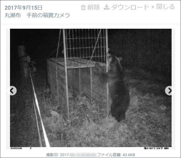 ヒグマ
