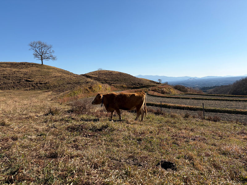 阿蘇に出張しました_画像1